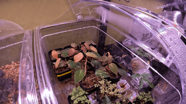 Plants growing in a humid greenhouse