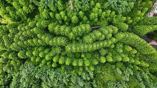Green forest with a winding path