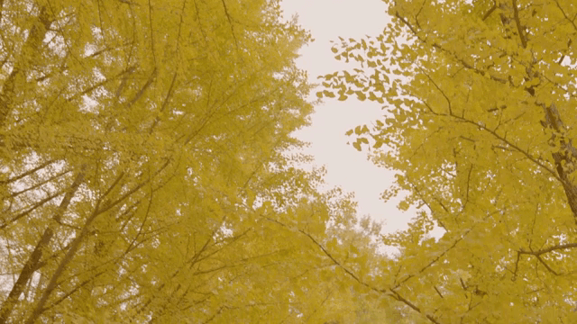 Golden leaves of trees in a forest