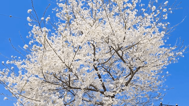 Cherry blossoms in full bloom under a clear sky