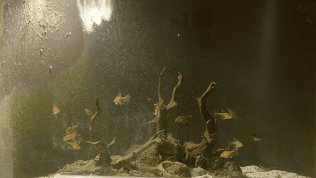 Orange fish swimming in aquarium with air bubbles being injected