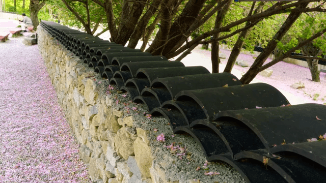 Stone wall with fallen cherry blossoms