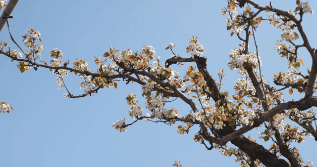 나뭇가지에 핀 벚꽃