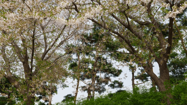 만개한 벚꽃 나무