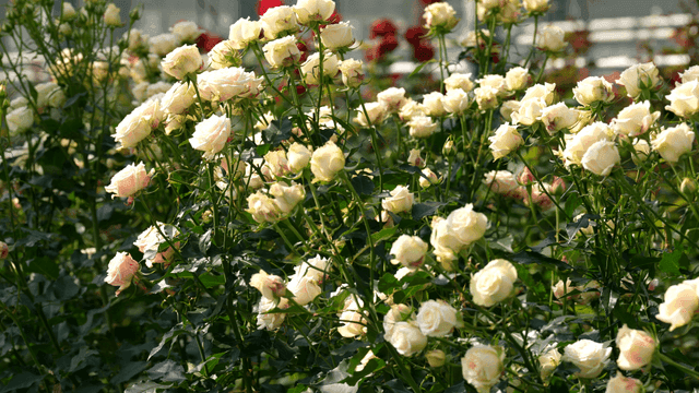 Greenhouse filled with fully bloomed roses