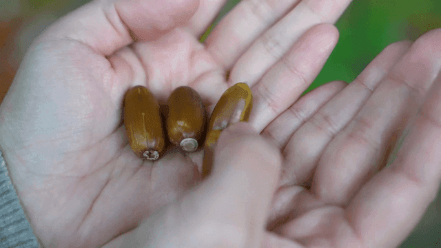 숲에서 도토리를 쥔 손