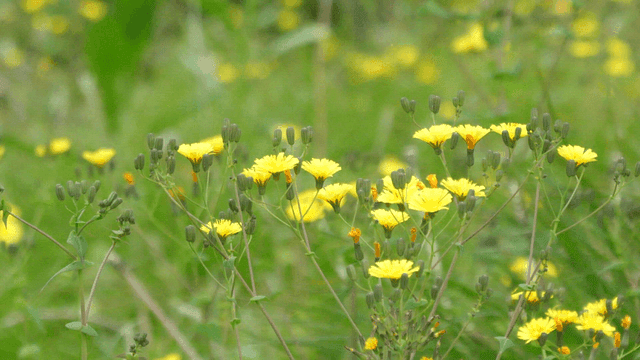 들판에 피어있는 노란 야생화