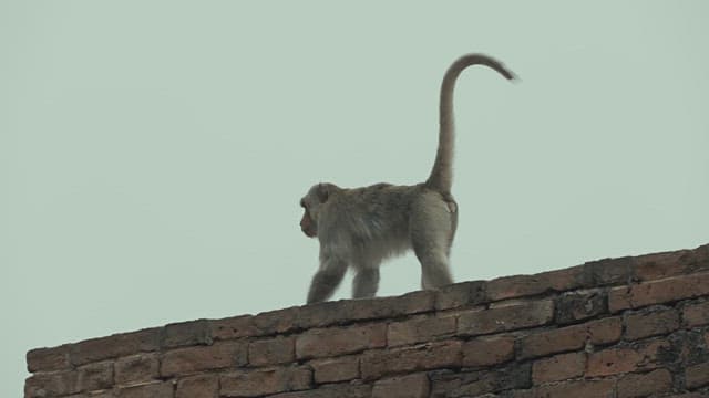 Monkey Walking on a Brick Wall Under a Cloudy Sky