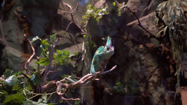 Chameleon perched on a branch in a dense forest environment