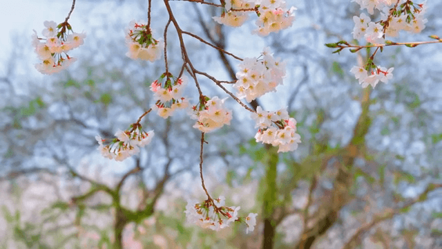 Cherry blossoms in full bloom on branches