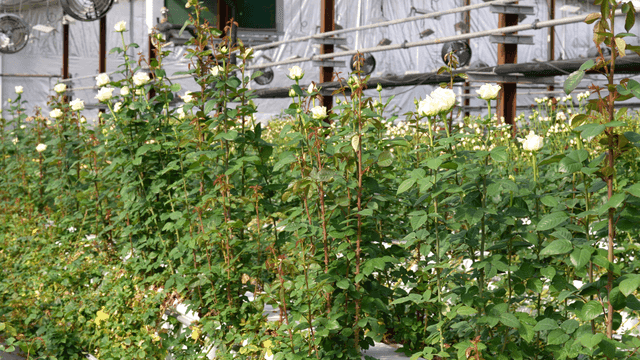 Rows of blooming roses in a greenhouse