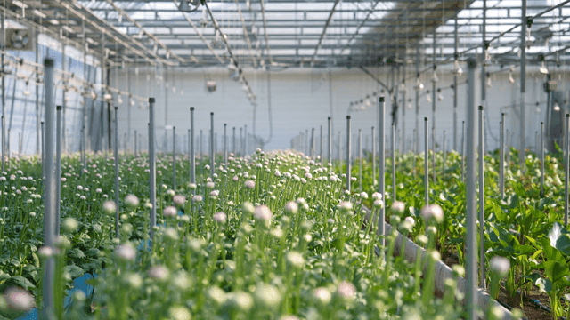 Greenhouse full of flowers