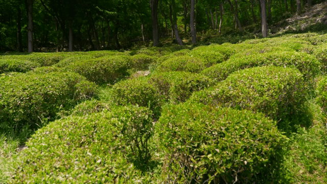 Lush green tea fields under sunlight