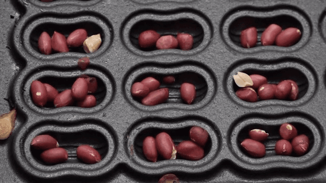 틀에 땅콩을 넣는 장면