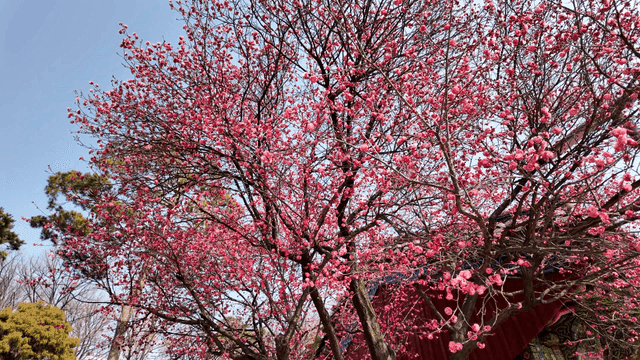 Red plum blossoms in full bloom in spring