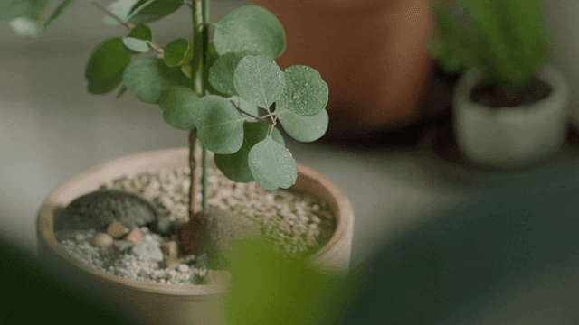 잎에 이슬이 맺힌 화분 식물