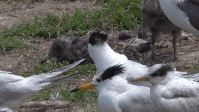 Seagulls and terns gathered on a grassy shore