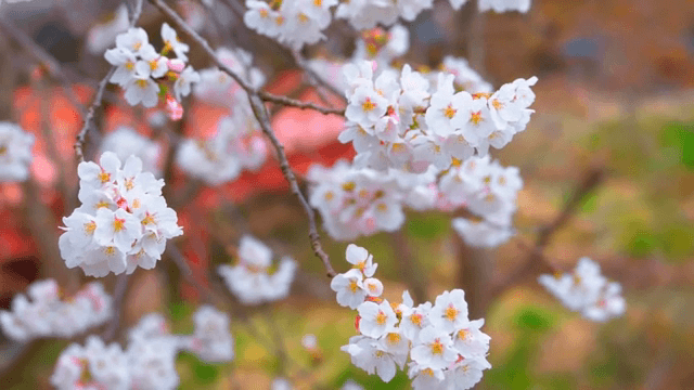 빨간 다리 앞에 만개한 벚꽃