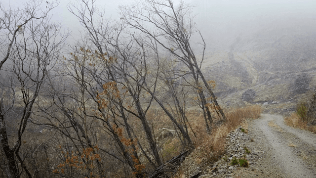 안개 낀 숲에 내리는 눈