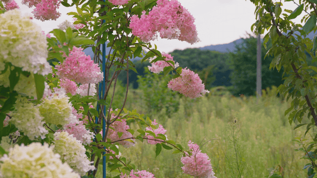 무성한 정원의 분홍색과 흰색 수국