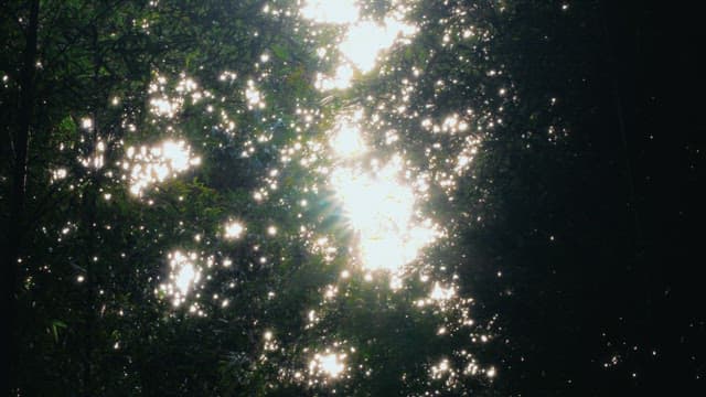 Sunlight filtering through lush green trees in the forest