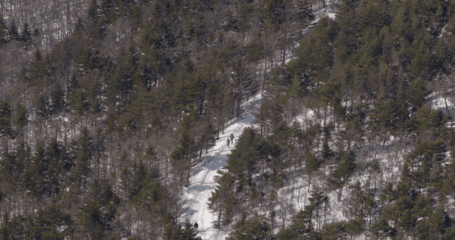 People sledding in snow-covered forest