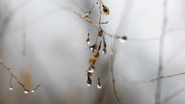 섬세한 가지 위의 빗방울