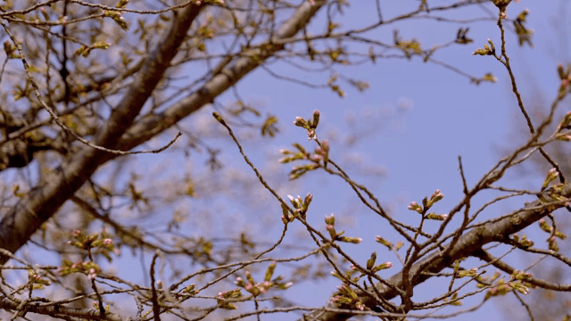 나뭇가지에 핀 벚꽃 봉오리