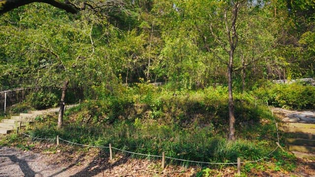 Tranquil walkway with green trees and winding path on a sunny day