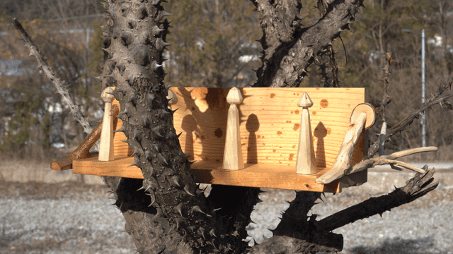 가지들 사이 수제 목재 선반이 올라간 가시나무