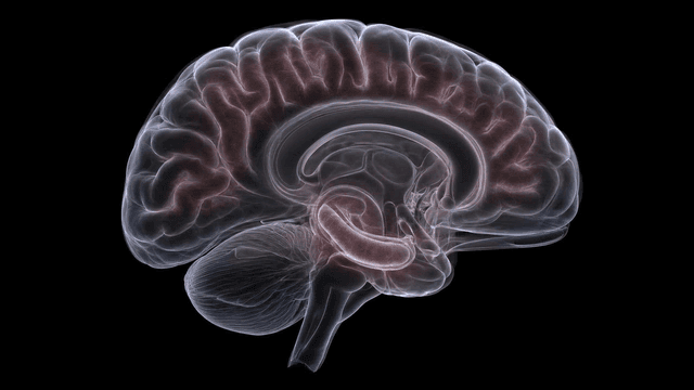 Detailed view of human brain model