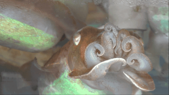 Cuttlefish in colorful tank