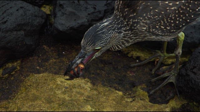 Bird Catching Prey on Rocky Shore