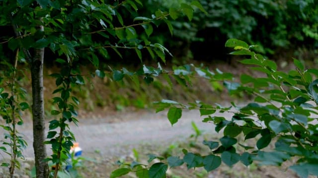 Person walking along a forest path