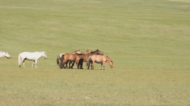 넓은 초원에서 풀을 뜯는 말들