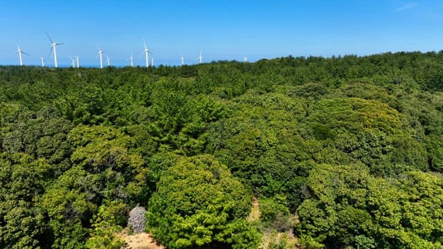 Wind turbines over a lush green forest