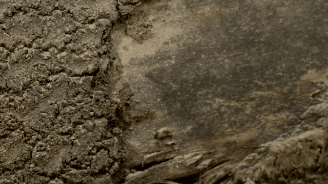 Close-up of a tree bark texture