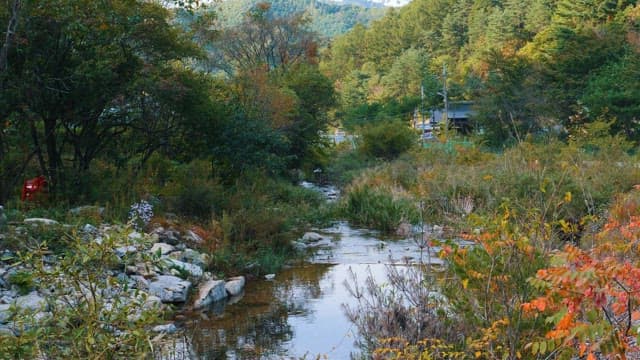 Serene Stream in Lush Forest