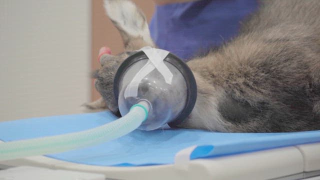 동물 병원에서 치료를 받고 있는 야생 사슴