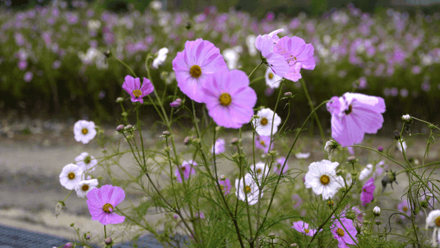 Field of purple and pink cosmos flowers in forest