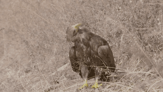 Eagle shaking off water while resting on dry field