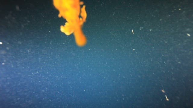 심해를 헤엄치는 나뭇잎 해룡