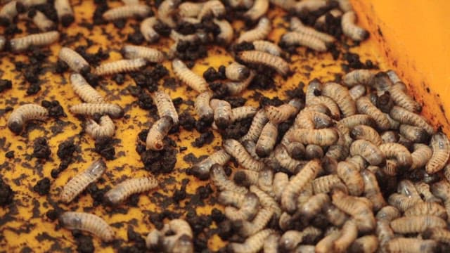노란 용기 안에서 꿈틀거리는 굼벵이들