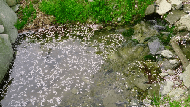 꽃잎이 떠다니는 고요한 시냇물