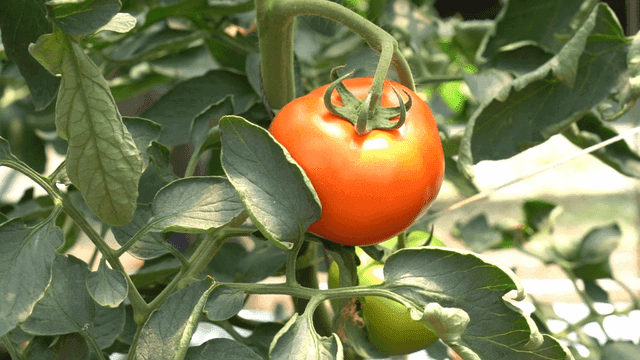 Ripe tomatoes hanging from vine in garden