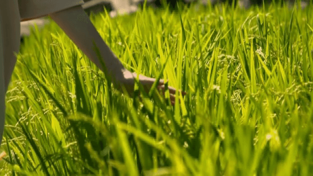 손이 녹색 벼를 부드럽게 만지는 모습