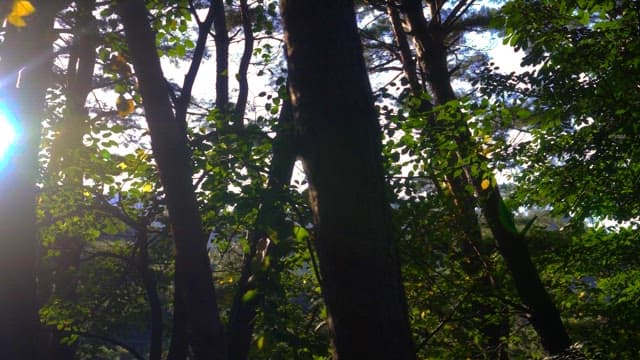 Sunlight filters through a forest canopy on a bright day