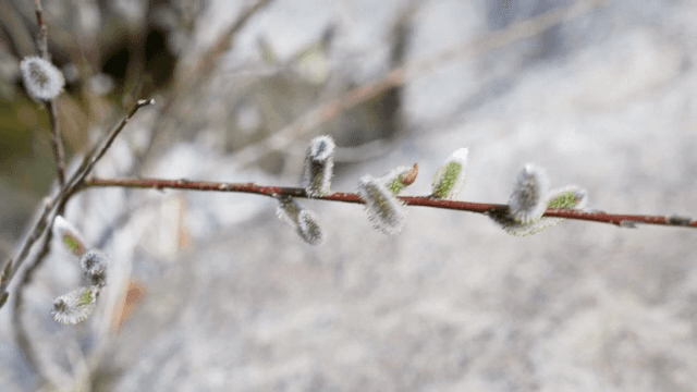 가지에 피는 갯버들