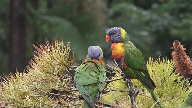 Two colorful parrots perched on a branch