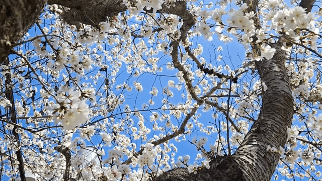 맑은 하늘 아래 핀 벚꽃